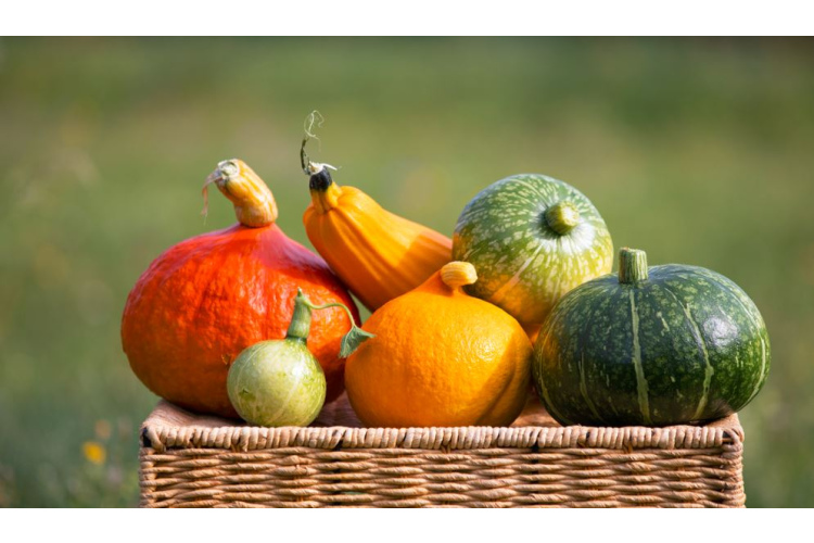 Ķirbis – krāšņs, daudzveidīgs un vērtīgs uzturā! Stāsta speciālisti