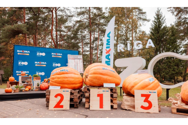 Noskaidrots 2023. gada ķirbju līderis – 290,5 kg smagais ķirbis no Dobeles novada