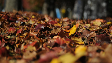 Lapu nodošana Rīgā atsāksies 11. novembrī