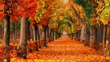 Lapu nodošana Rīgā atsāksies 25. novembrī 