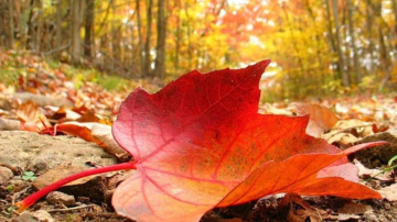 Lapu nodošana Rīgā atsāksies 11. novembrī