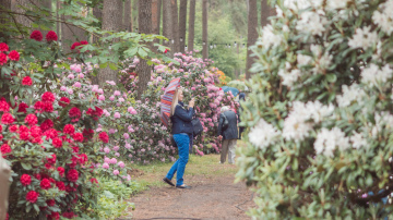 Izveido visiem pieejamu atpūtas vietu LU Rododendru selekcijas un izmēģinājumu audzētavā “Babīte”