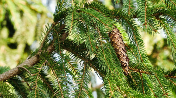Pirmajā adventē iedegs Rīgas Ziemassvētku egles