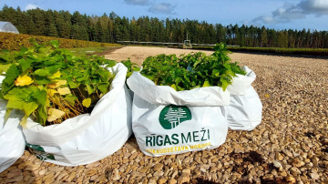 RĪGAS MEŽI pirmie no Latvijas pievienojušies Eiropas iniciatīvai par trīs miljardu koku iestādīšanu planētas nākotnei
