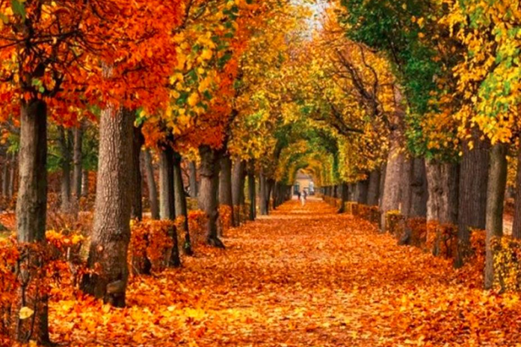 Lapu nodošana Rīgā atsāksies 25. novembrī