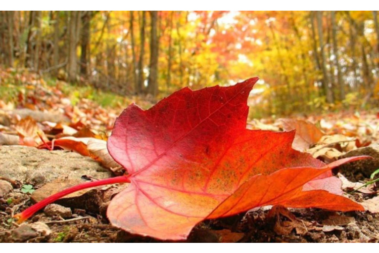 Lapu nodošana Rīgā atsāksies 11. novembrī
