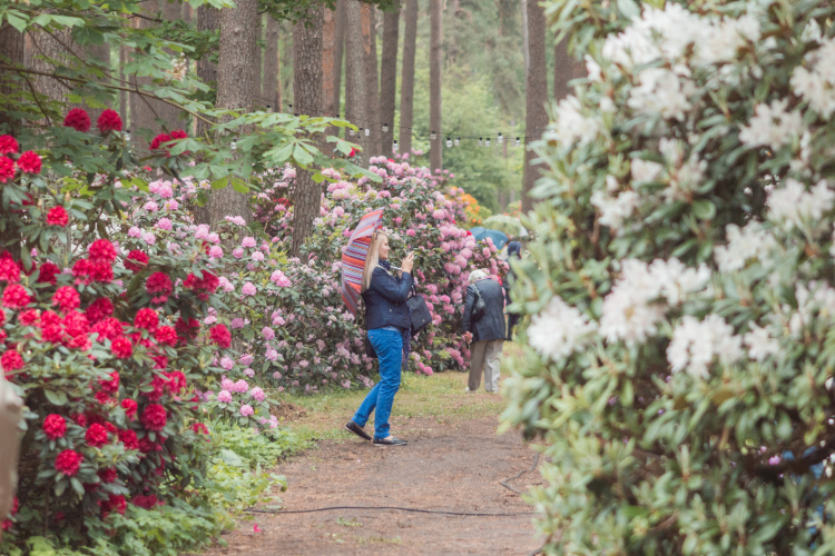 Izveido visiem pieejamu atpūtas vietu LU Rododendru selekcijas un izmēģinājumu audzētavā “Babīte”