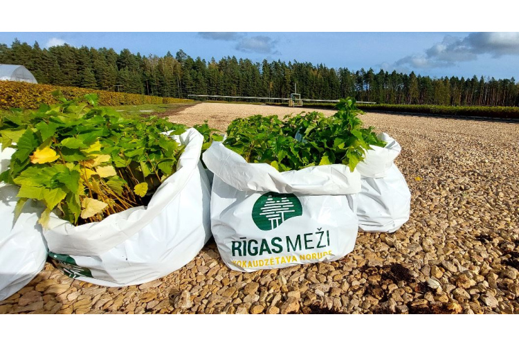 RĪGAS MEŽI pirmie no Latvijas pievienojušies Eiropas iniciatīvai par trīs miljardu koku iestādīšanu planētas nākotnei
