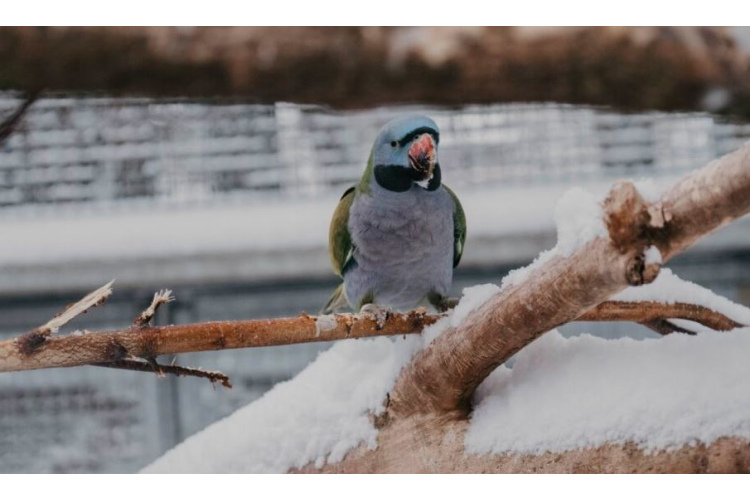 Gaidītās Ziemas naktis Rīga ZOO atkal ir klāt!