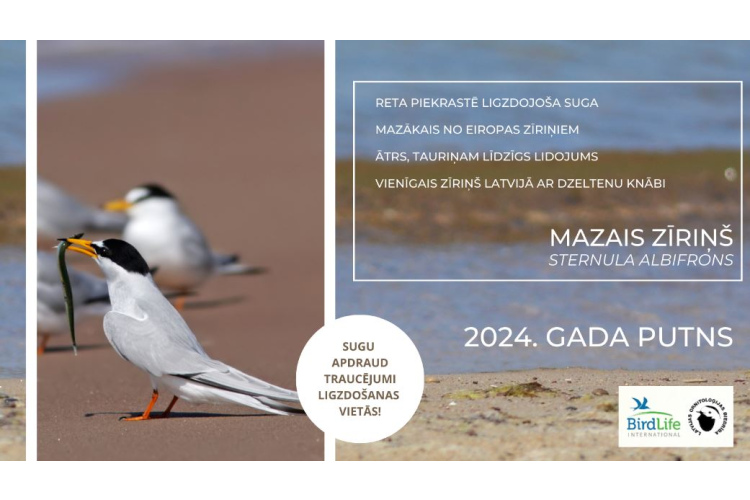Latvijas Ornitoloģijas biedrība 2024. gada putna godā ieceļ mazo zīriņu