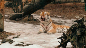 Rīga ZOO aicina uz pavasarīgu Brīvdienu ekspedīciju