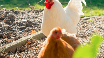 “Food Union” atteiksies no sprostos dētām olām