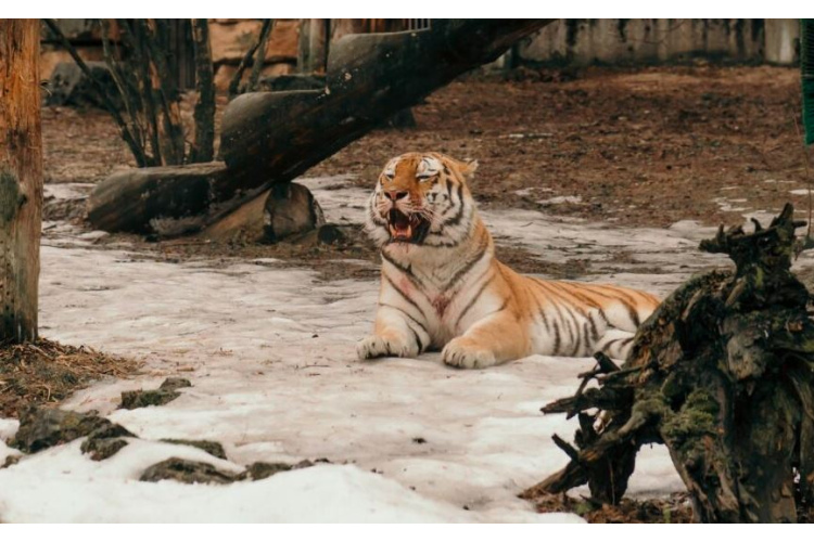 Rīga ZOO aicina uz pavasarīgu Brīvdienu ekspedīciju