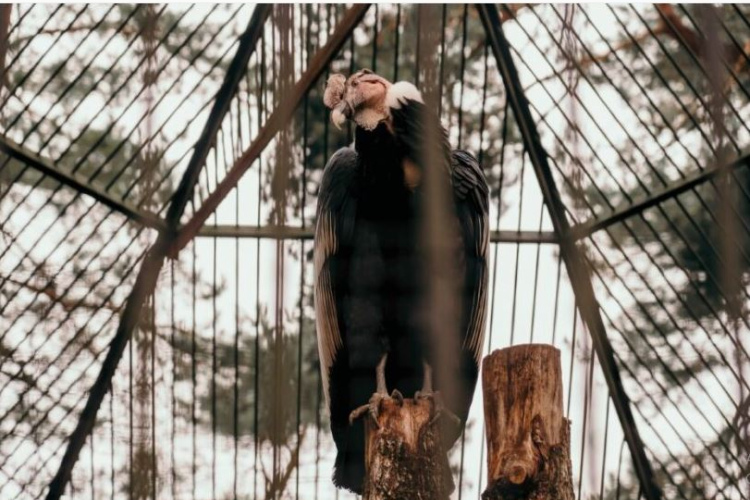 Putnu mēnesis un vasara Rīga ZOO sākas jau Lieldienās