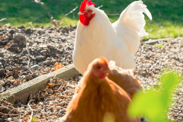 “Food Union” atteiksies no sprostos dētām olām