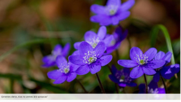 Dabas muzejā notiks Ģimenes diena par pavasara augiem un sēnēm