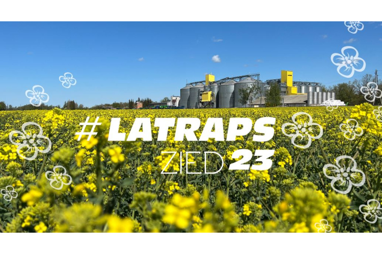 Lauksaimnieku kooperatīvs “Latraps”: Latvijā strauji pieaug zirņu sējplatības