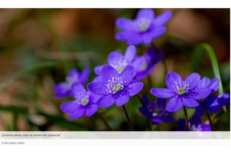 Dabas muzejā notiks Ģimenes diena par pavasara augiem un sēnēm