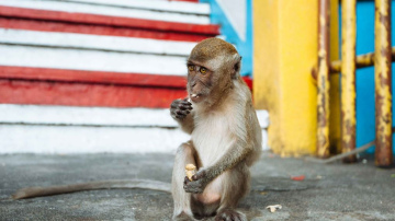 Tūristu pieradināti pērtiķi apzog un savaino ceļotājus. Kā ceļojumā izvairīties no pērtiķu uzbrukumiem?