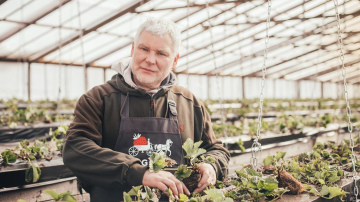 Latvijas zemenes šogad būs agri