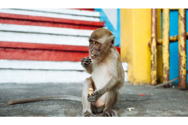 Tūristu pieradināti pērtiķi apzog un savaino ceļotājus. Kā ceļojumā izvairīties no pērtiķu uzbrukumiem?