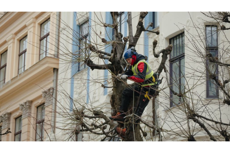 Izstrādāti jauni saistošie noteikumi koku aizsardzībai Rīgā