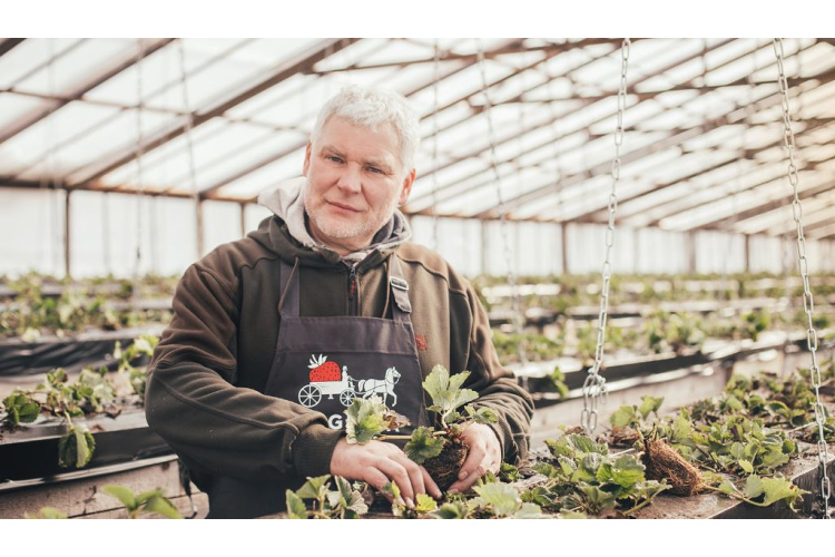 Latvijas zemenes šogad būs agri