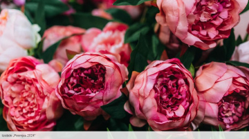 Izstādē Dabas muzejā – peoniju ziedēšanas kulminācija