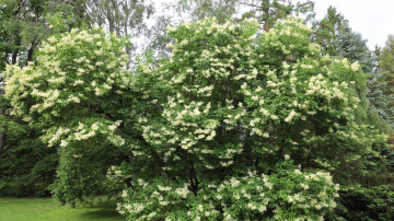 Nacionālajā botāniskajā dārzā – Stādu tirgus, Martagonliliju izstāde un jasmīnu ziedēšanas laiks