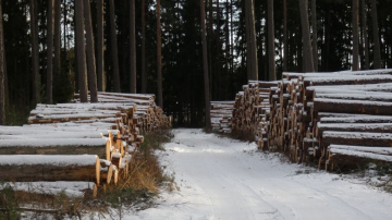 Veiktie konkurētspējas paaugstināšanas pasākumi kokmateriālu tirgū ir pozitīvi
