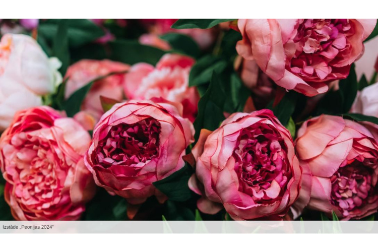 Izstādē Dabas muzejā – peoniju ziedēšanas kulminācija