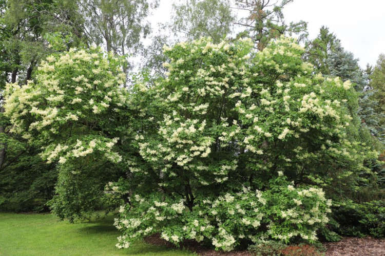 Nacionālajā botāniskajā dārzā – Stādu tirgus, Martagonliliju izstāde un jasmīnu ziedēšanas laiks