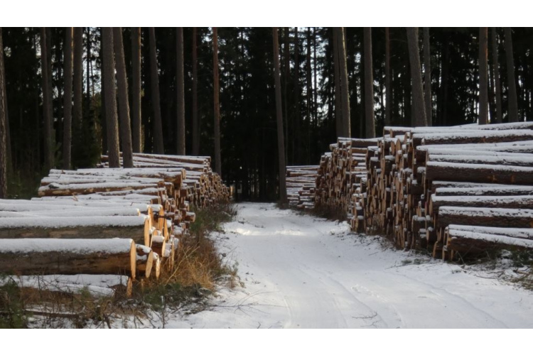 Veiktie konkurētspējas paaugstināšanas pasākumi kokmateriālu tirgū ir pozitīvi