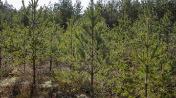 RĪGAS MEŽI uzsāk mežizstrādi Juglas mežniecībā, Ropažu novadā, meža masīvā starp Skuķīšiem un Sauleskalnu