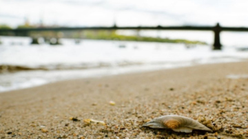 Teju visās Rīgas pludmalēs laba ūdens kvalitāte; atļauts peldēties arī Buļļupē