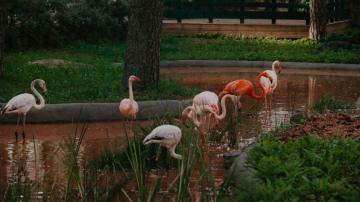 Rīgas Zoodārza flamingi iepazīst jauno āra voljēru