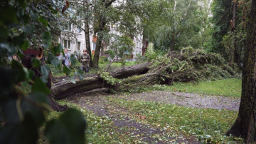Vētras laikā nogāzies koks. Ko darīt?