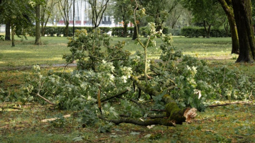 Rīgas mežos ievērojami postījumi; iedzīvotāji aicināti neapmeklēt parkus un kapsētas