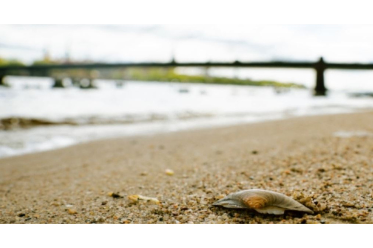 Teju visās Rīgas pludmalēs laba ūdens kvalitāte; atļauts peldēties arī Buļļupē