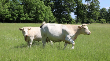 Paplašināts veterinārajās aptiekās pieejamais zāļu klāsts