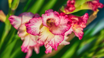 Izstāde „Gladiolas 2024” Dabas muzejā