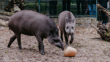 Dzīvnieki, burbuļi un atrakcijas – Rīga ZOO 2. septembrī svinēs mācību gada sākumu