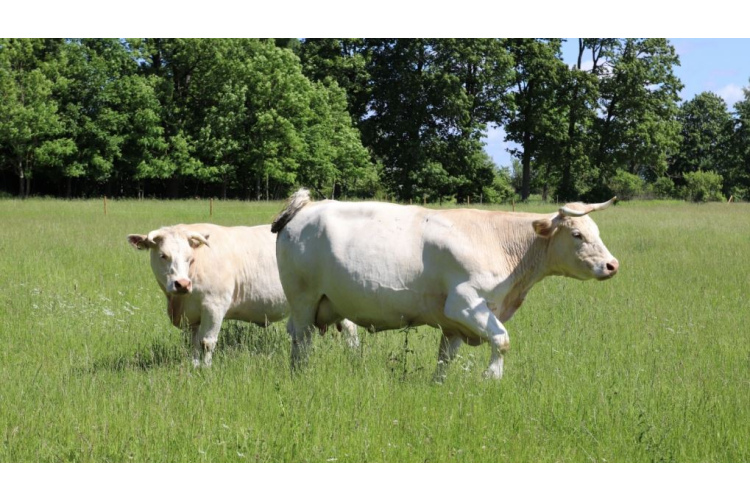Paplašināts veterinārajās aptiekās pieejamais zāļu klāsts