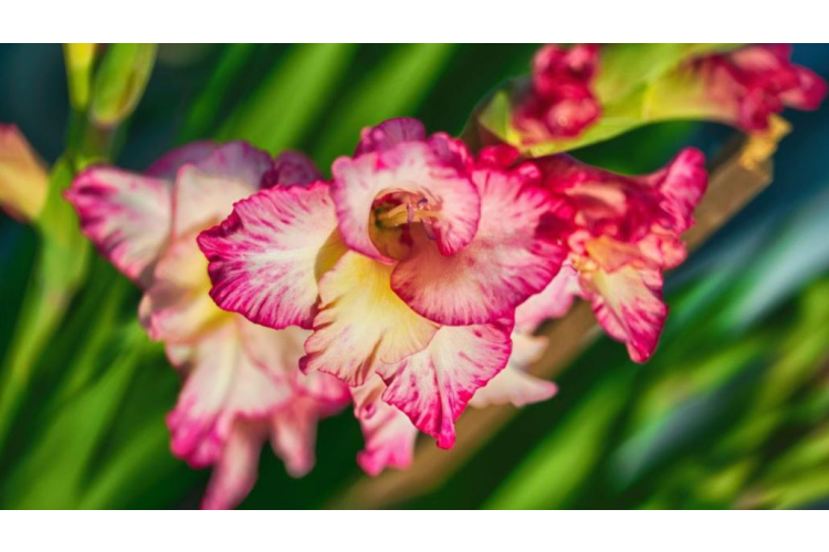 Izstāde „Gladiolas 2024” Dabas muzejā