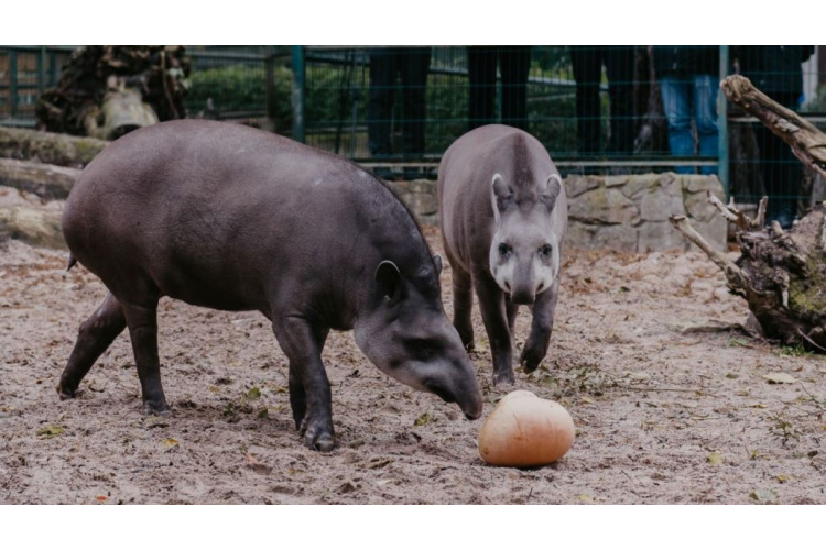 Dzīvnieki, burbuļi un atrakcijas – Rīga ZOO 2. septembrī svinēs mācību gada sākumu