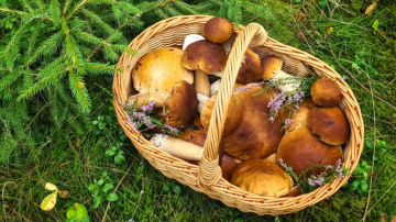 Ģimenes diena „Rudens groziņš”