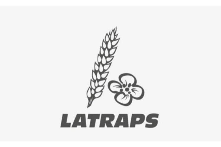 LATRAPS: Zirņiem šogad labi ražas un kvalitātes rādītāji