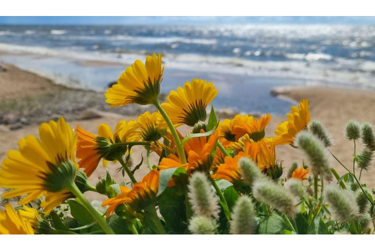 LIELĀ TALKA AICINA VISUS LATVIJAS IEDZĪVOTĀJUS 20. UN 21.SEPTEMBRĪ SVINĒT DABU