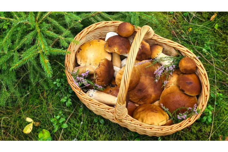 Ģimenes diena „Rudens groziņš”