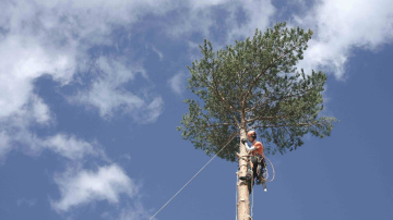 Arborista ieteikumi, kā aprūpēt piemājas kokus, lai vējā lūstoši zari nesabojātu īpašumu